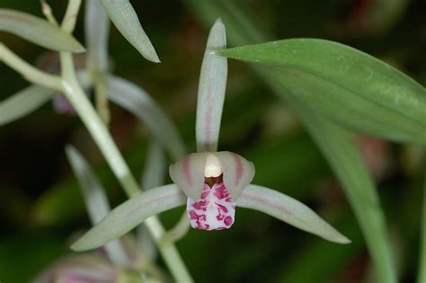 Cymbidium Lancifolium