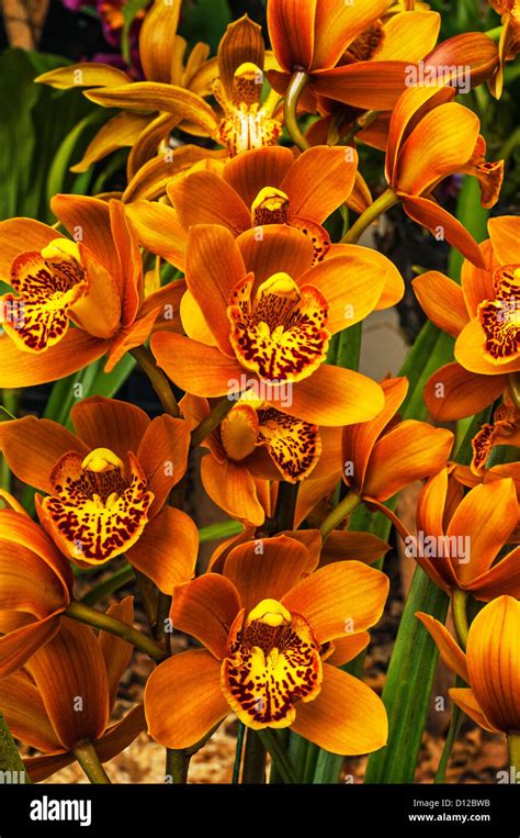 Cymbidium Laranja
