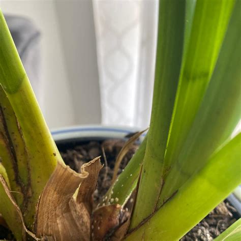 Cymbidium Leaf Tips Brown