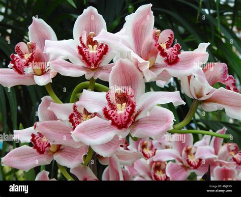 Cymbidium Light