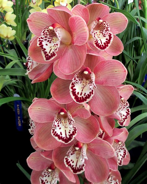 Cymbidium Little Beauty
