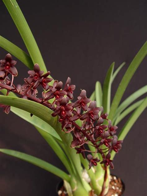 Cymbidium Little Black Sambo