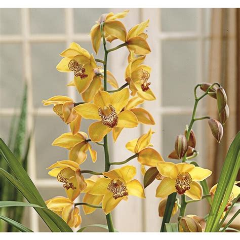 Cymbidium Lowes