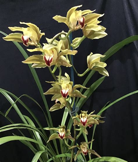 Cymbidium Lowianum