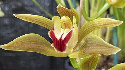 Cymbidium Lowianum For Sale
