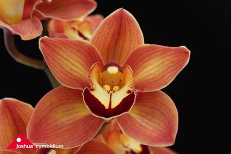 Cymbidium Manon