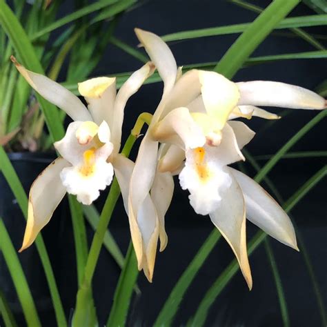 Cymbidium Mastersii