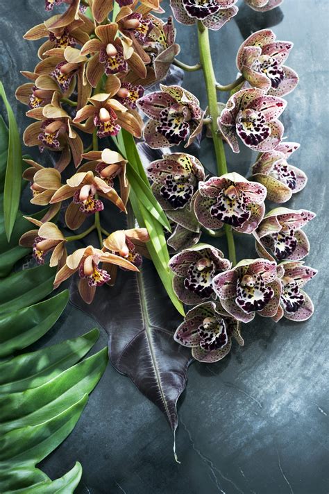 Cymbidium Meaning