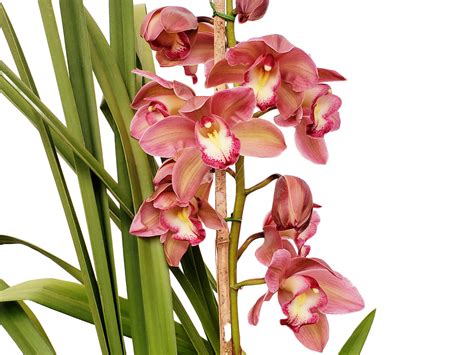 Cymbidium Medium