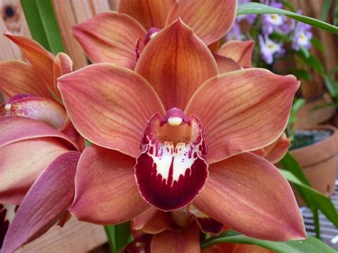 Cymbidium Mighty Sunset