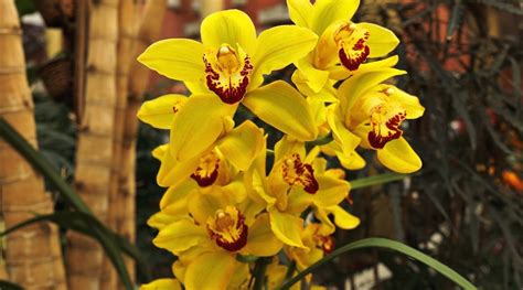 Cymbidium Milton Carpenter