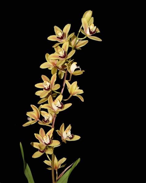 Cymbidium Ming Emperor