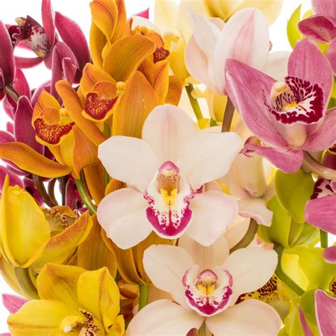 Cymbidium Mix