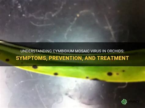 Cymbidium Mosaic Virus