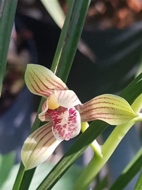Cymbidium Nanulum