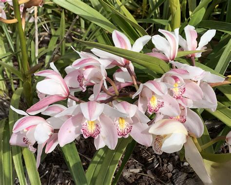 Cymbidium Nevada