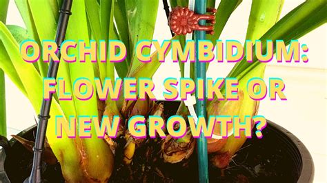 Cymbidium New Growth