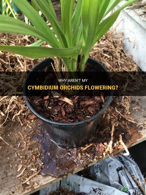 Cymbidium Not Flowering