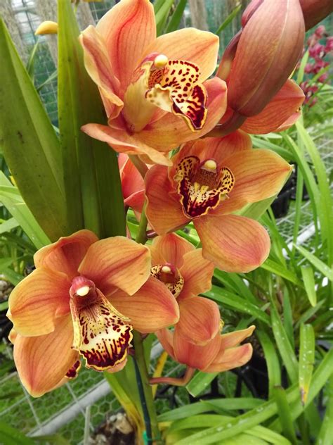 Cymbidium Nz