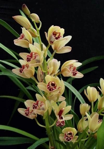 Cymbidium O