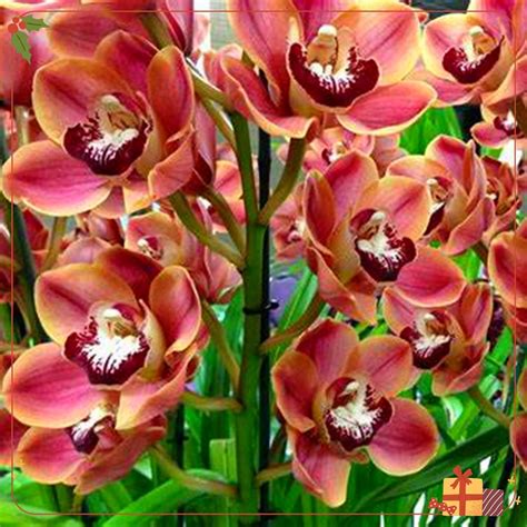 Cymbidium Orchid Amazon