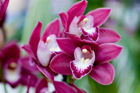 Cymbidium Orchid Availability