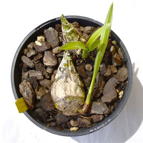 Cymbidium Orchid Bulbs