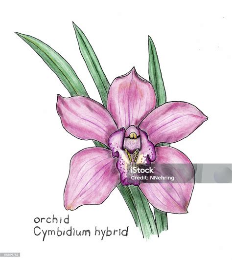 Cymbidium Orchid Drawing