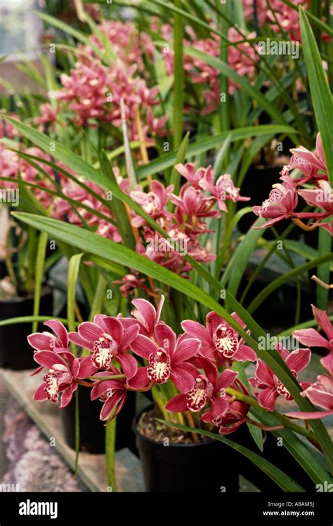 Cymbidium Orchid Farm