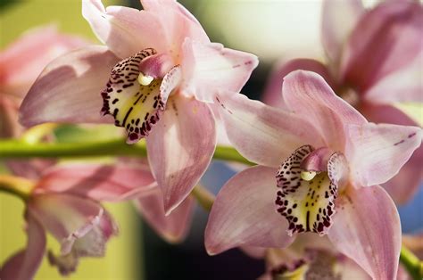 Cymbidium Orchid Growing
