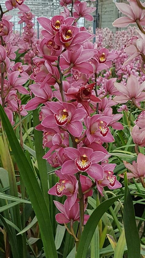 Cymbidium Orchid How To Grow