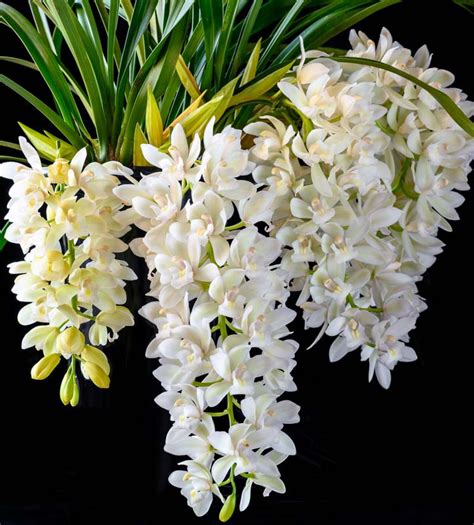 Cymbidium Orchid Ice Cascade