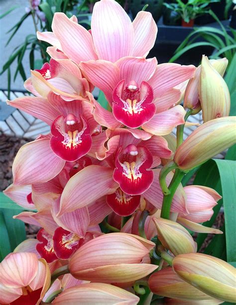 Cymbidium Orchid In Florida