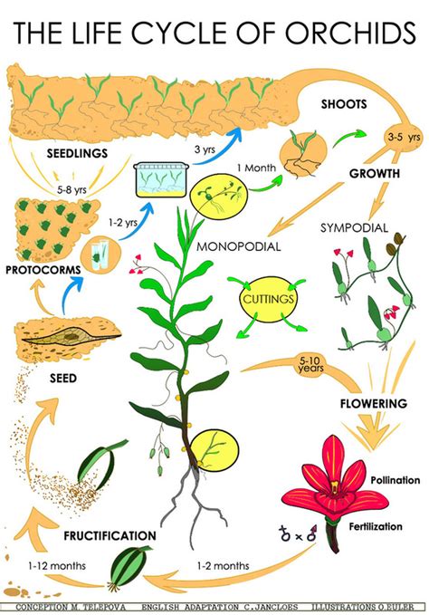 Cymbidium Orchid Life Cycle