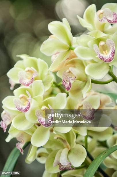 Cymbidium Orchid Light