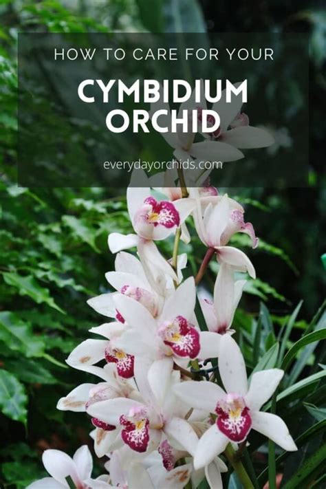Cymbidium Orchid Maintenance