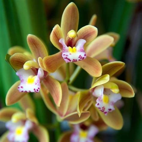 Cymbidium Orchid Miniature