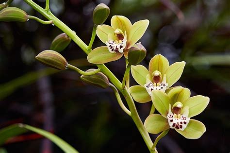 Cymbidium Orchid Native