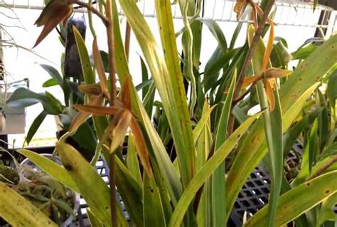 Cymbidium Orchid Not Flowering