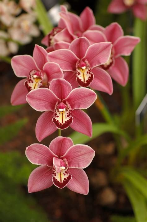 Cymbidium Orchid Origin