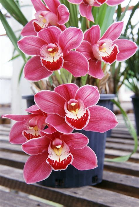 Cymbidium Orchid Outside