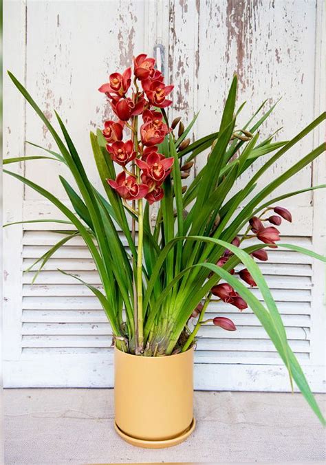 Cymbidium Orchid Pot