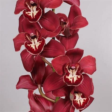 Cymbidium Orchid Red