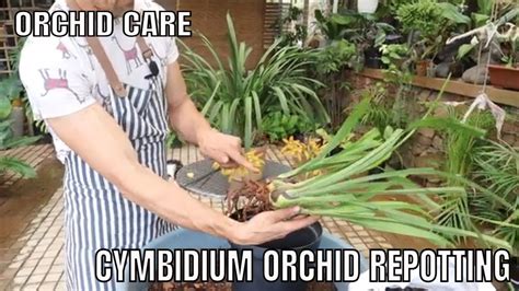 Cymbidium Orchid Repotting