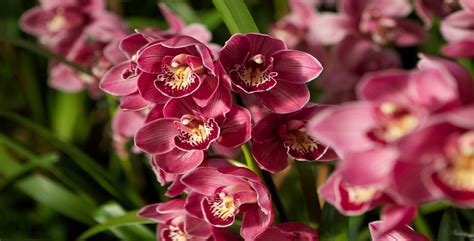 Cymbidium Orchid Rhs