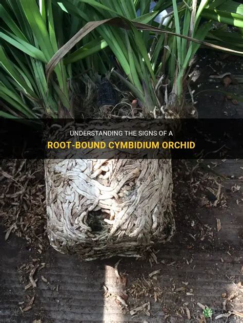 Cymbidium Orchid Root Bound