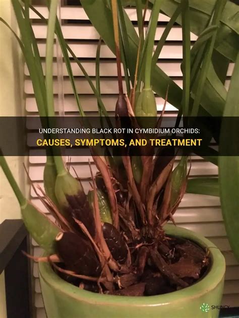 Cymbidium Orchid Root Rot