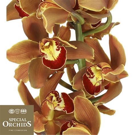 Cymbidium Orchid Rust