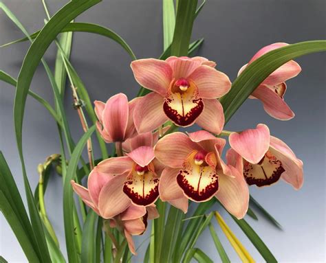 Cymbidium Orchid Size