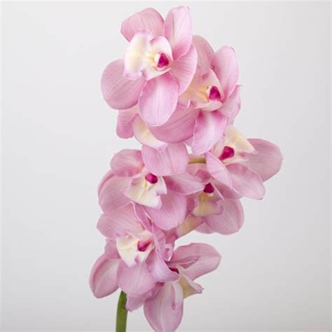 Cymbidium Orchid Spray
